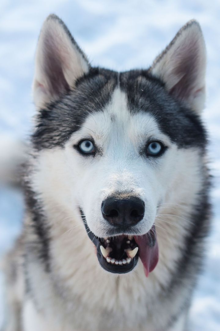 Before: the original photo of a Siberian husky