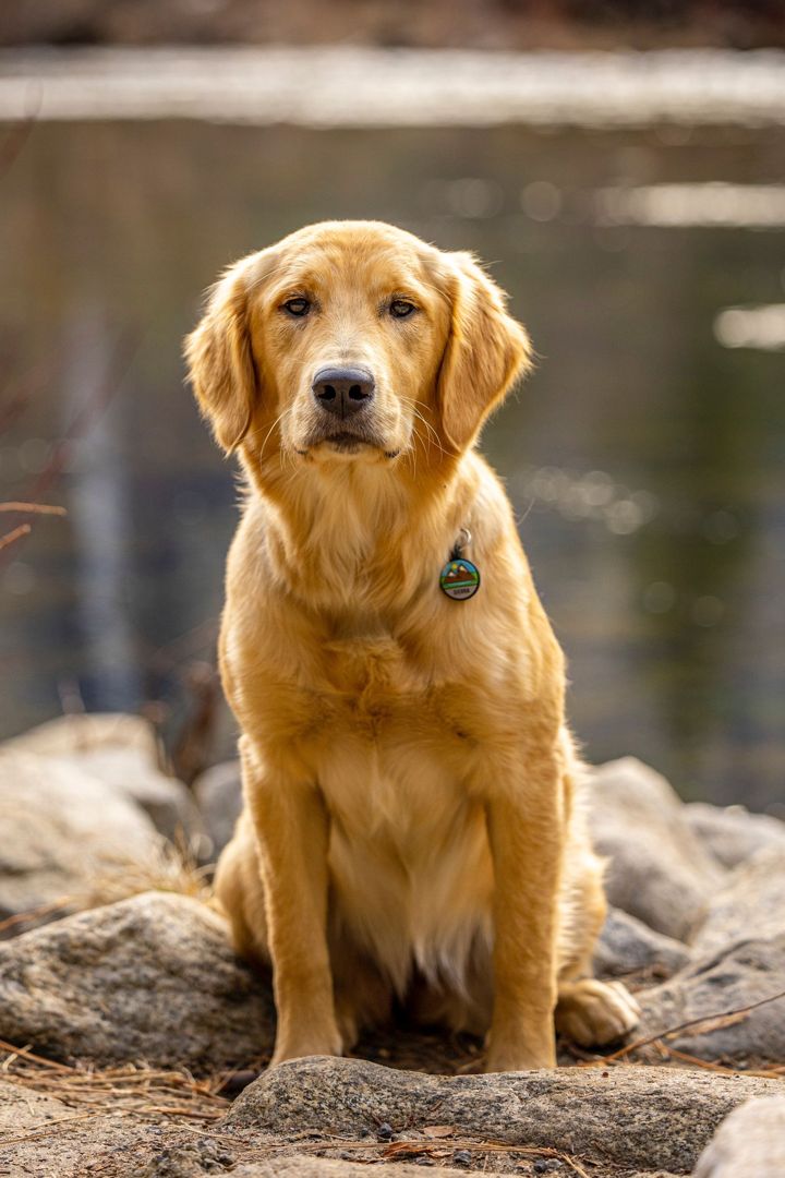 Before: the original photo of a golden retriever
