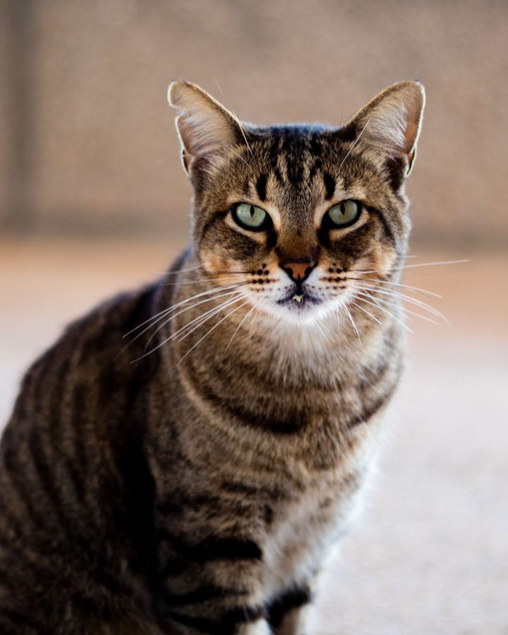 Before: the original photo of a tabby cat