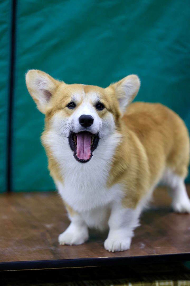Before: the original photo of a corgi