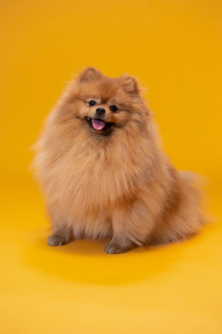 Before: the original photo of a Pomeranian