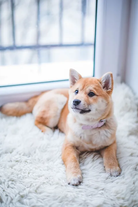 Original source photograph of a Shiba Inu